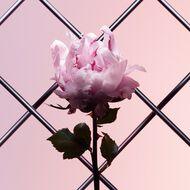 Irresistible Very Floral – Image 9